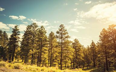 Visalia California bus ads