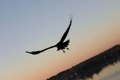 Conroe Texas movie theater ads