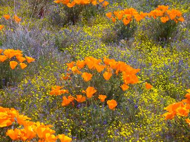 Hemet California taxi ads